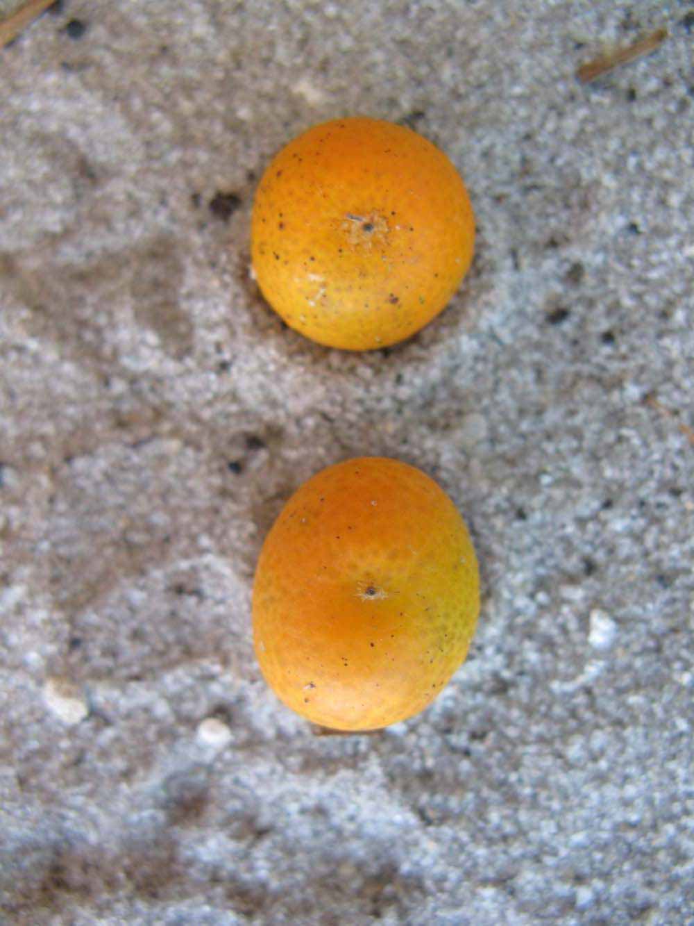              Fruit (Winter Haven, FL)       